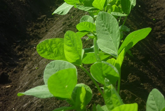 阿蘇波野　大豆畑